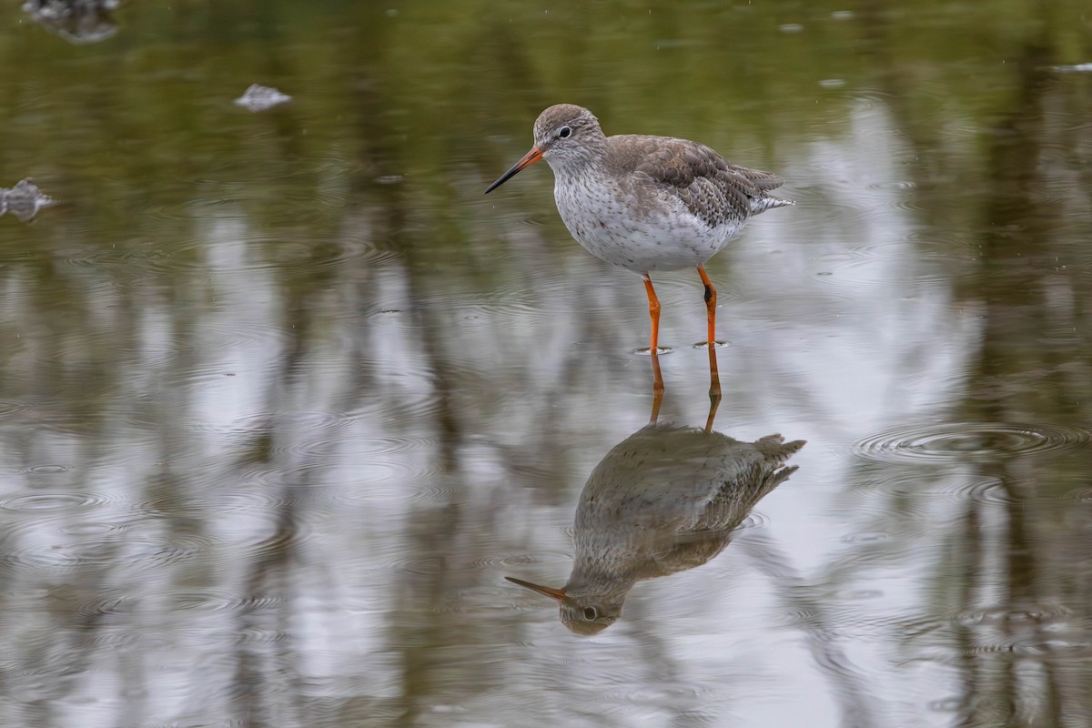 Common Redshank - ML654818767