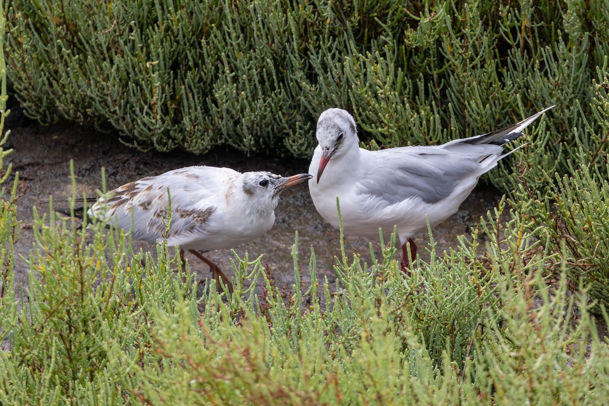 Black-headed Gull - ML654818836