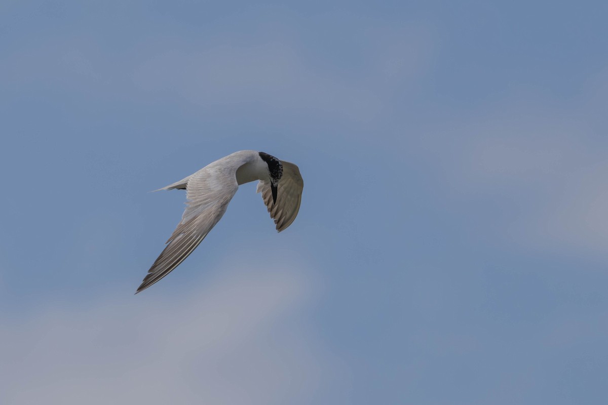 Gull-billed Tern - ML654818851