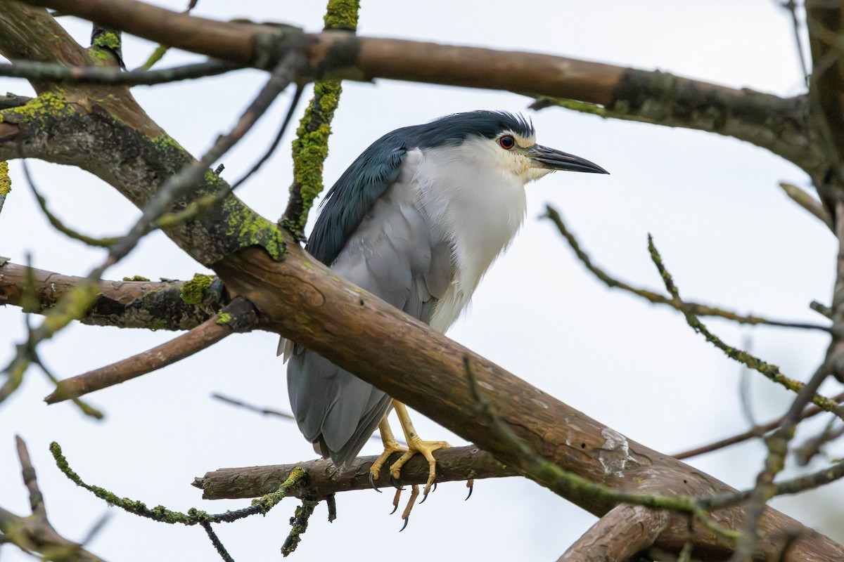 Black-crowned Night Heron - ML654818884