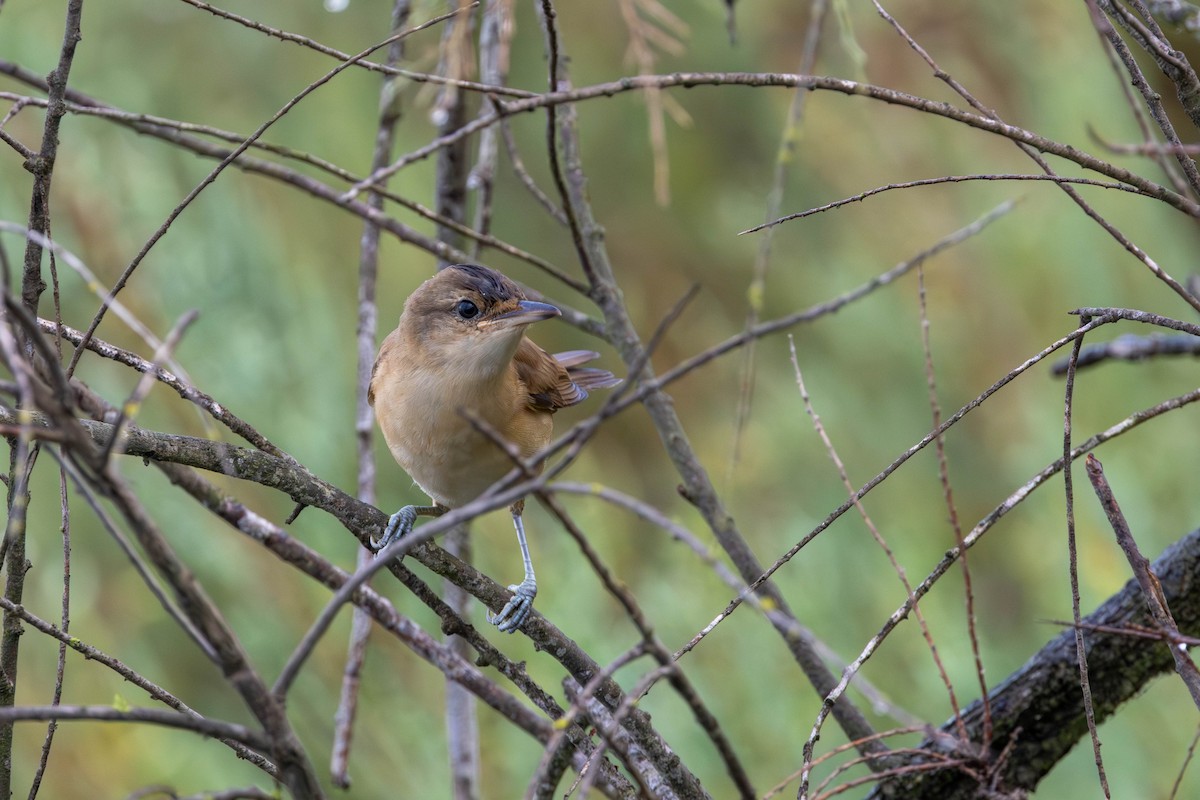 Great Reed Warbler - ML654818894