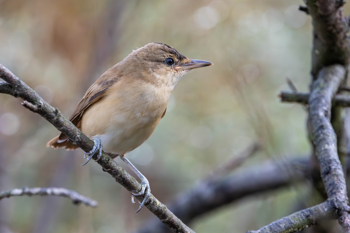 Great Reed Warbler - ML654818895