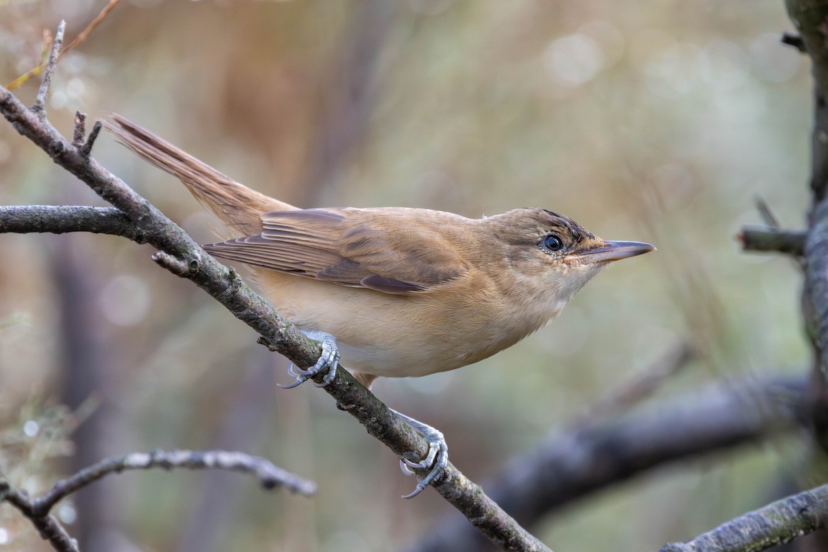 Great Reed Warbler - ML654818896