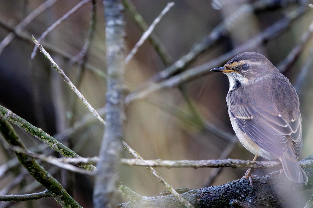 Bluethroat - ML654818914