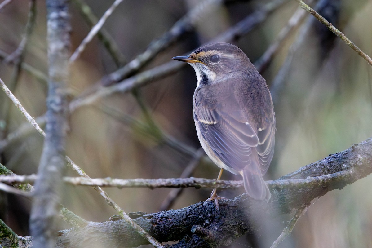 Bluethroat - ML654818915