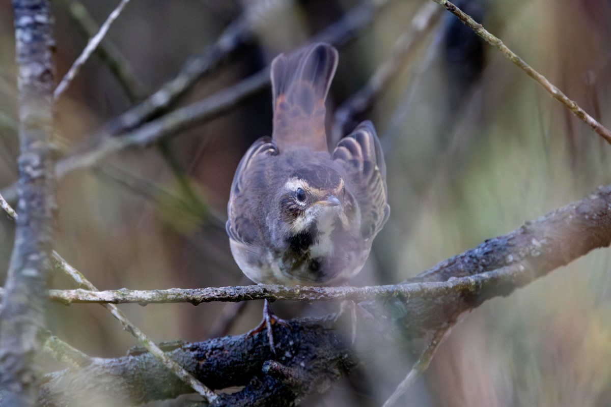 Bluethroat - ML654818916