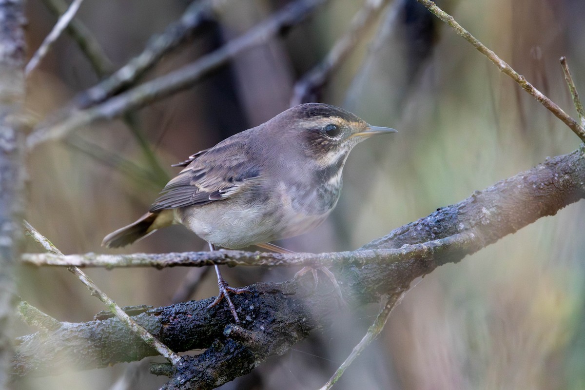 Bluethroat - ML654818917