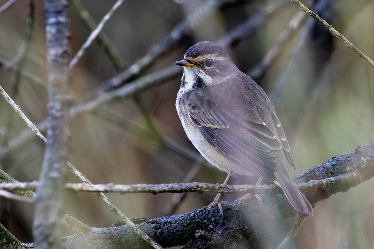 Bluethroat - ML654818918