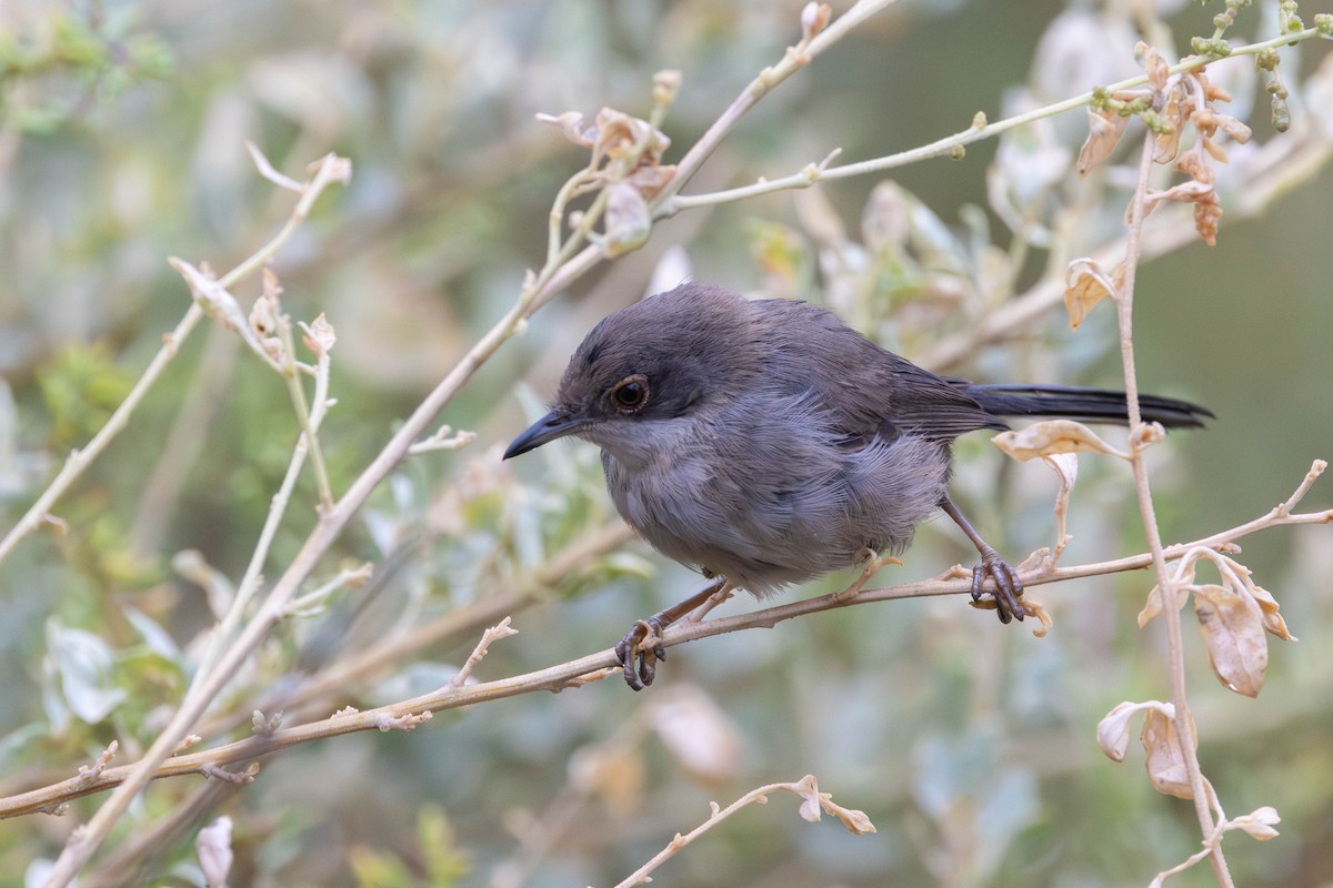 Sardinian Warbler - ML654818921