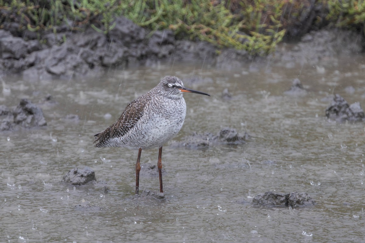 Spotted Redshank - ML654818964