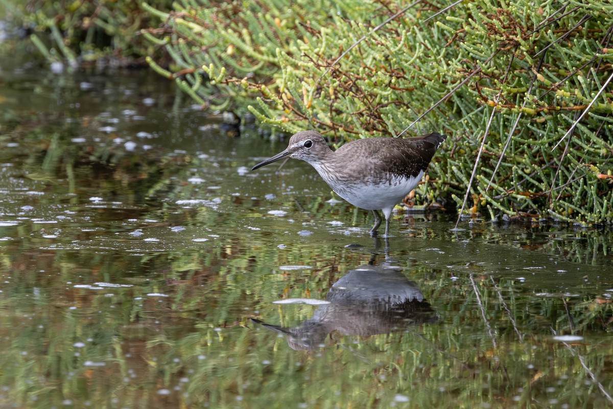 Green Sandpiper - ML654819138