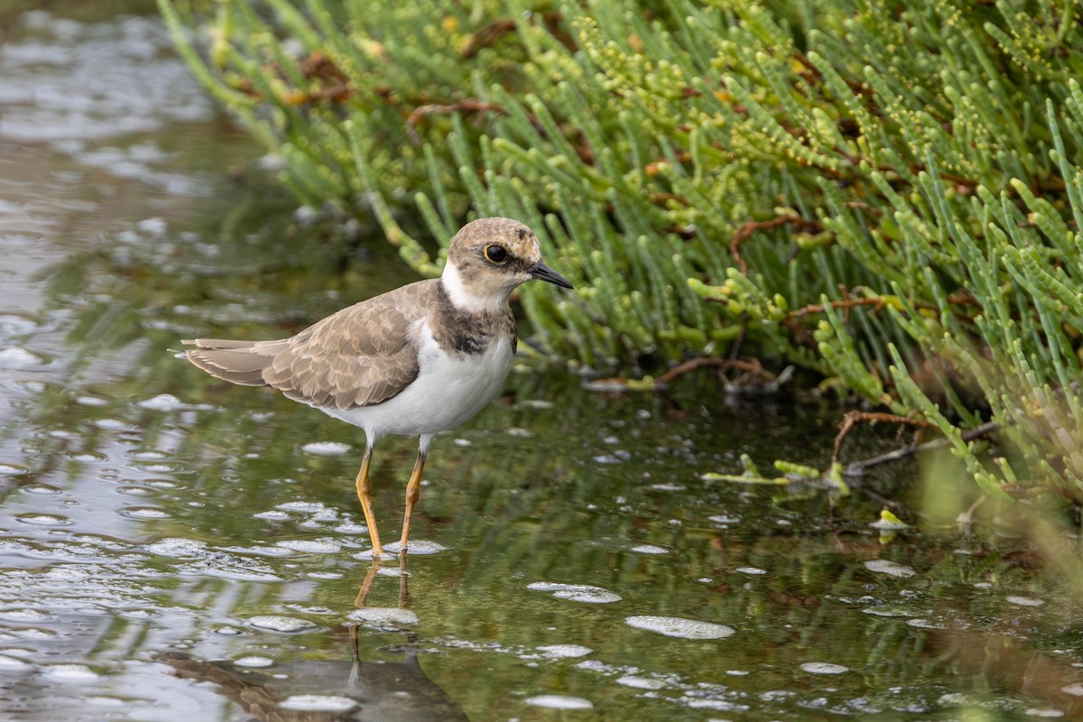Little Ringed Plover - ML654819160