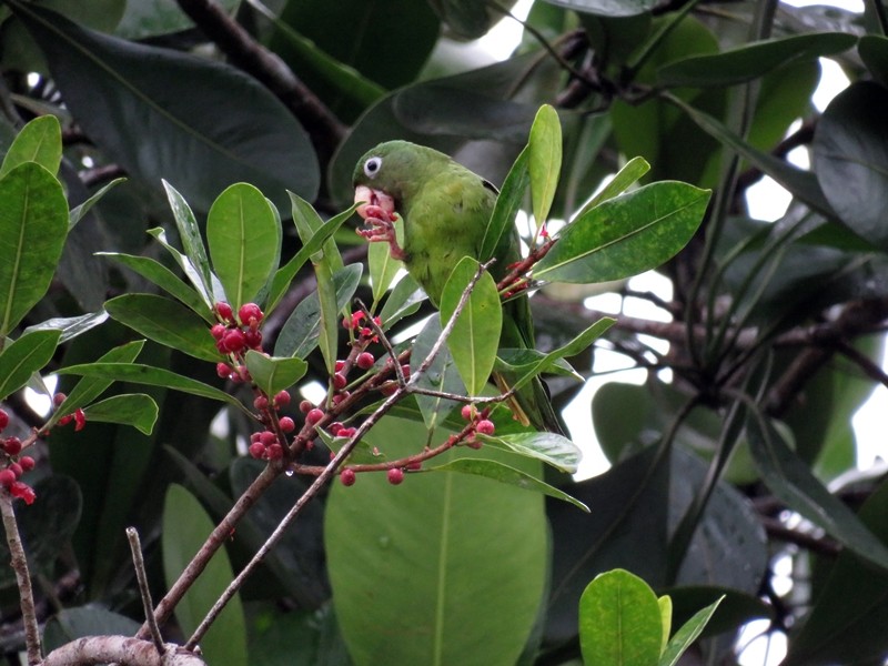 Golden-winged Parakeet - ML65481971