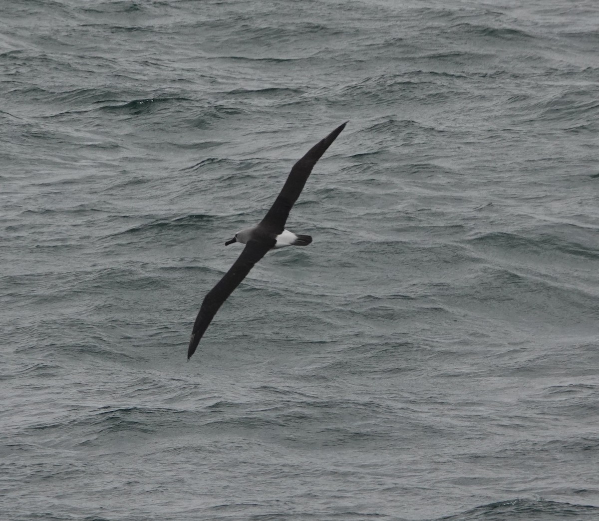 Atlantic Yellow-nosed Albatross - ML654820369