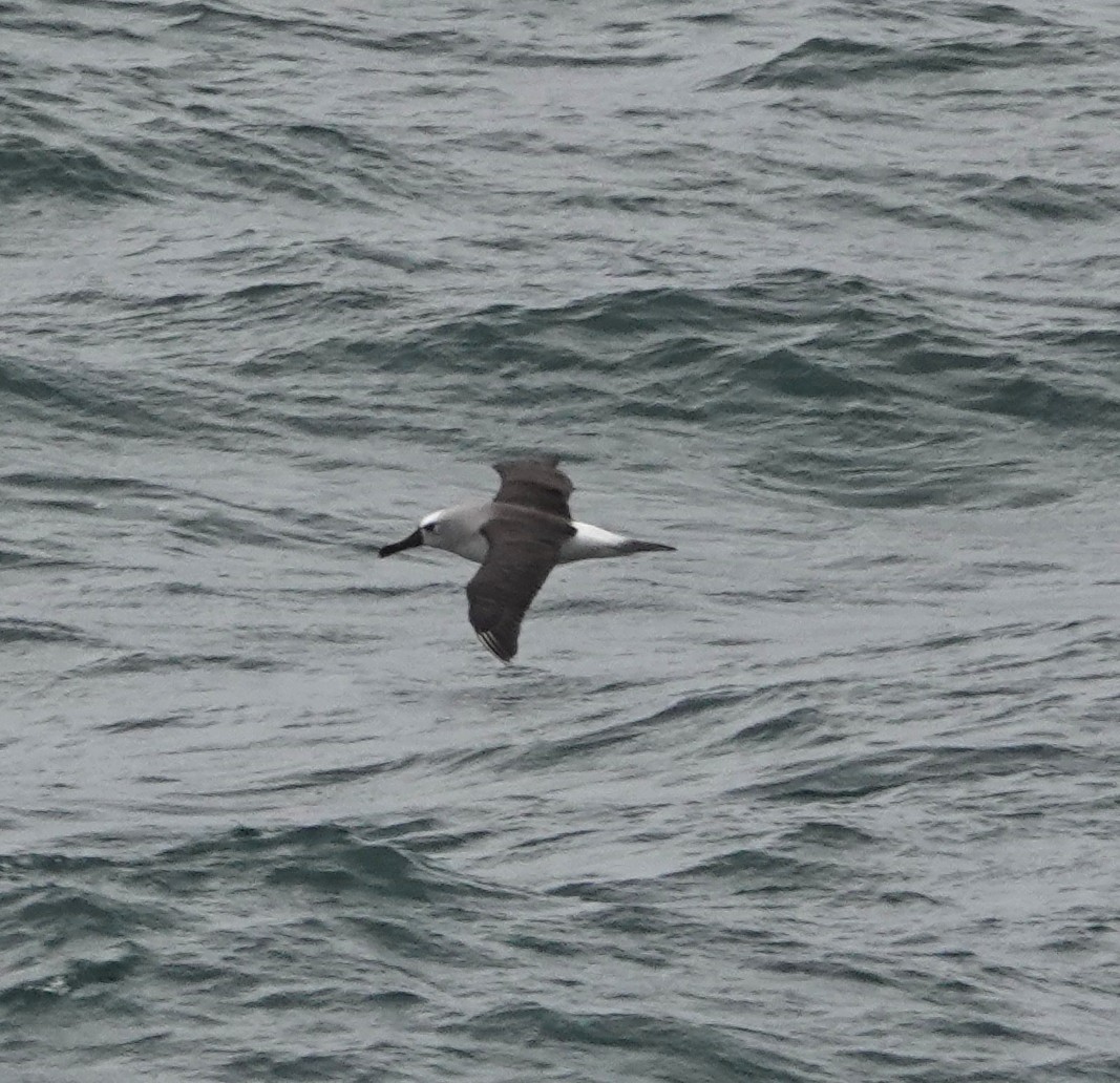 Atlantic Yellow-nosed Albatross - ML654820370