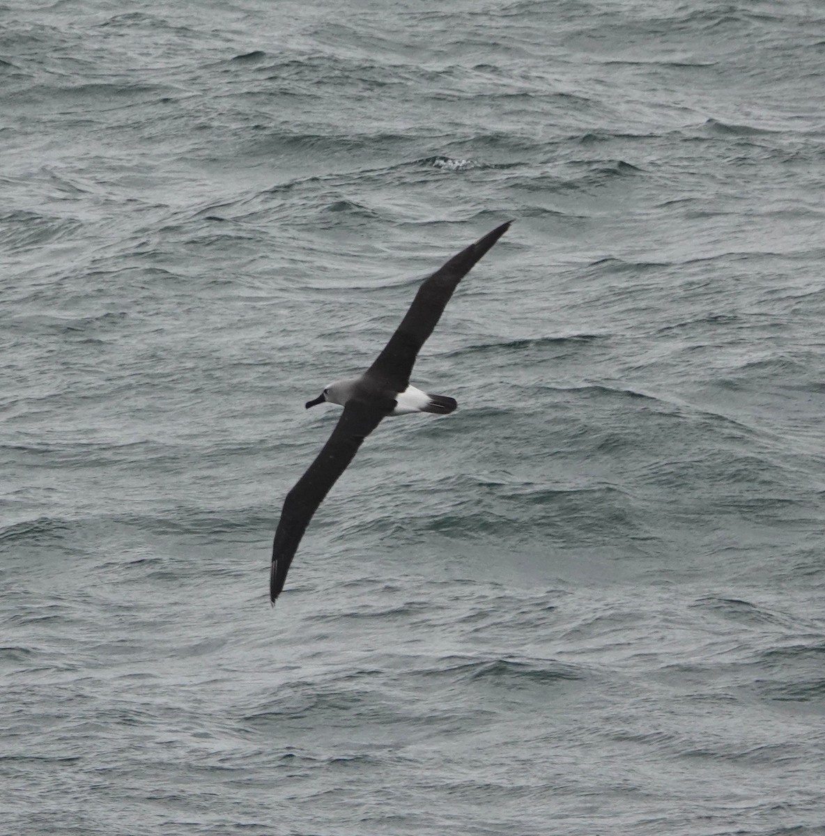 Atlantic Yellow-nosed Albatross - ML654820371