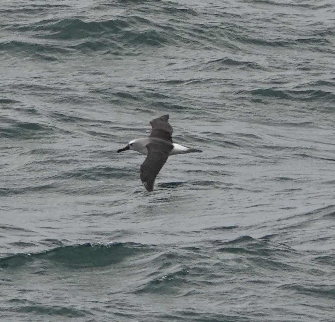 Atlantic Yellow-nosed Albatross - ML654820372