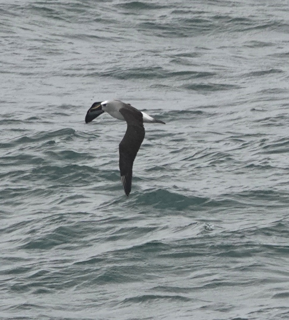 Atlantic Yellow-nosed Albatross - ML654820376