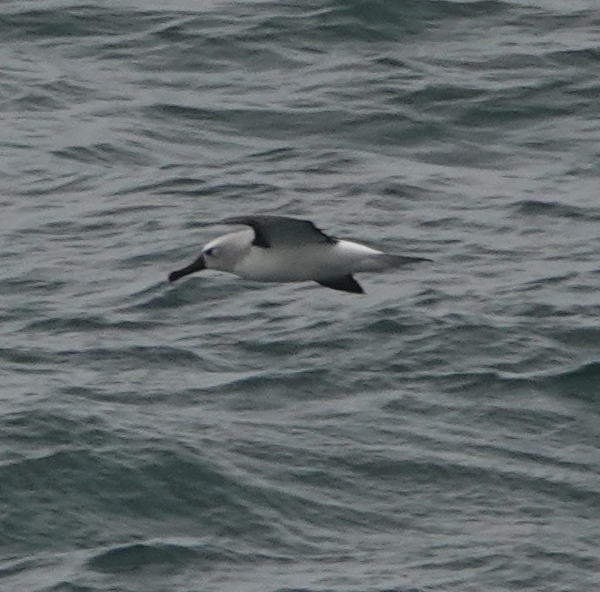 Atlantic Yellow-nosed Albatross - ML654820378