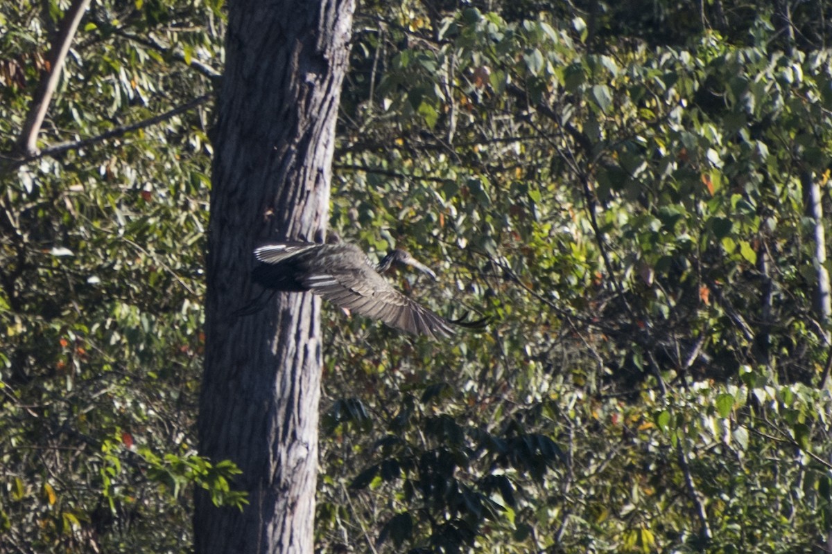 Limpkin - Luiz Carlos Ramassotti