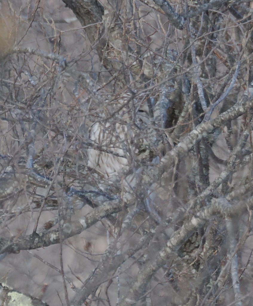 Habichtskauz - ML654820669