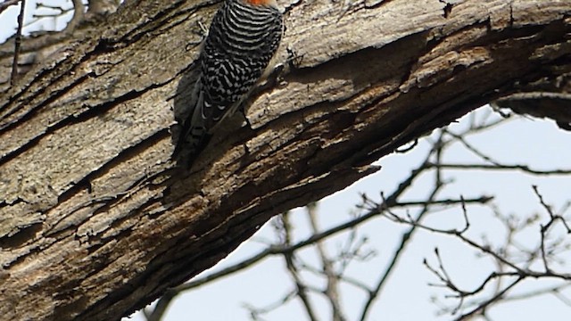 Red-bellied Woodpecker - ML654821423