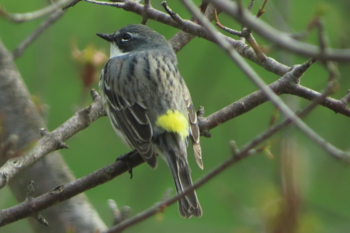 eBird Checklist - 12 Apr 2026 - 1513 Eagle Ridge Dr, Antioch US-IL (42. ...