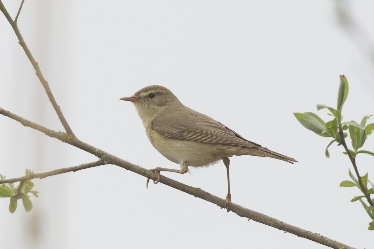 Willow Warbler - ML654822254