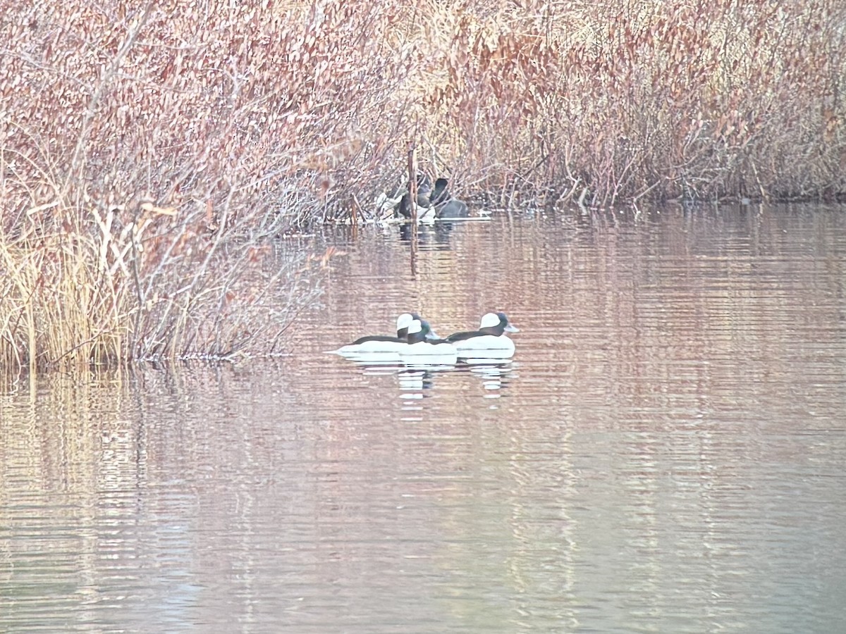 Porrón Albeola - ML654823011