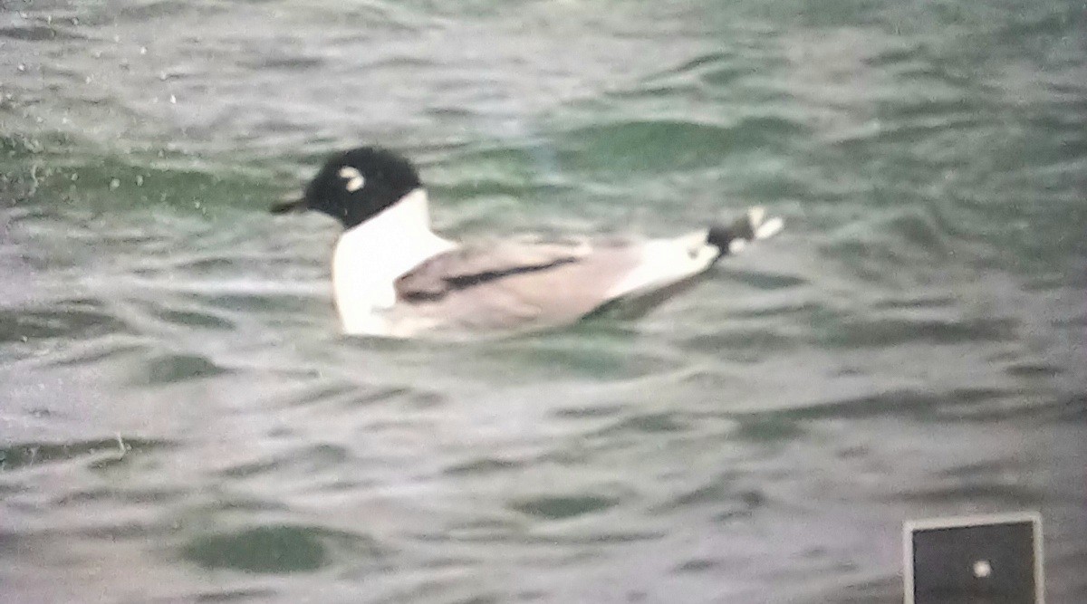 Franklin's Gull - ML654823341
