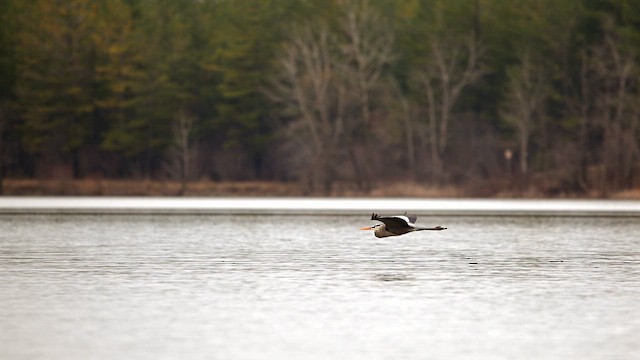 Garza Azulada - ML654823968