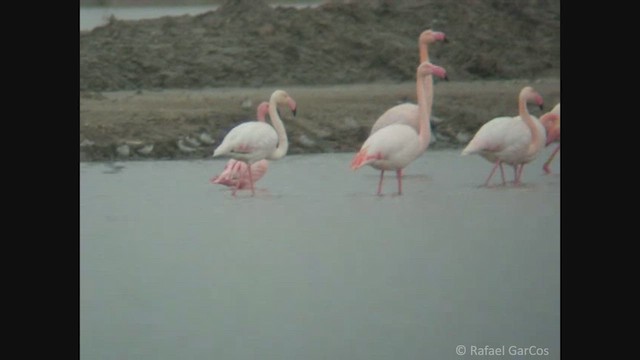 Lesser Flamingo - ML654824603