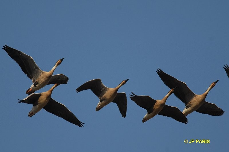 Ánsar Cisnal - ML654824850