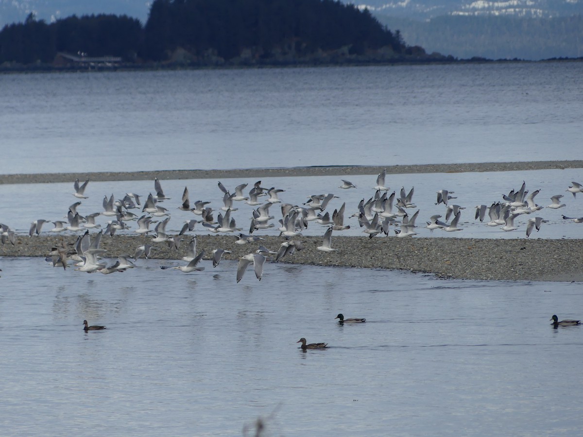 racek sp. - ML654825285