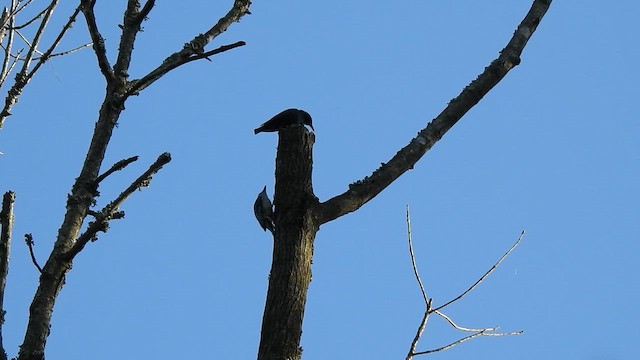 Red-bellied Woodpecker - ML654825947