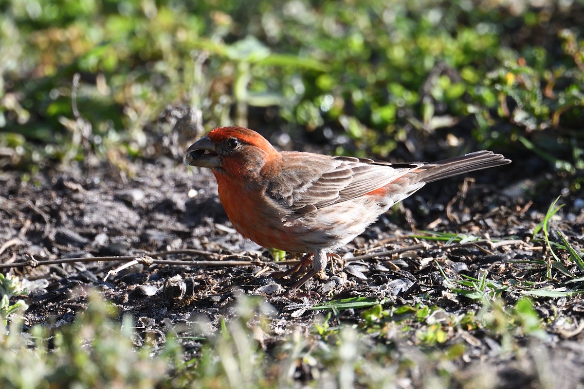 House Finch - ML654826827