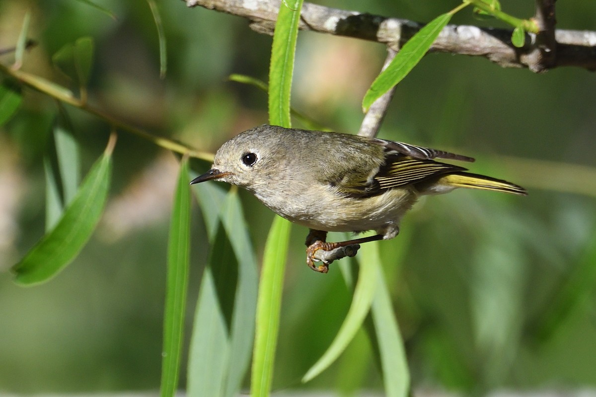 מלכילון אמריקני - ML654826897