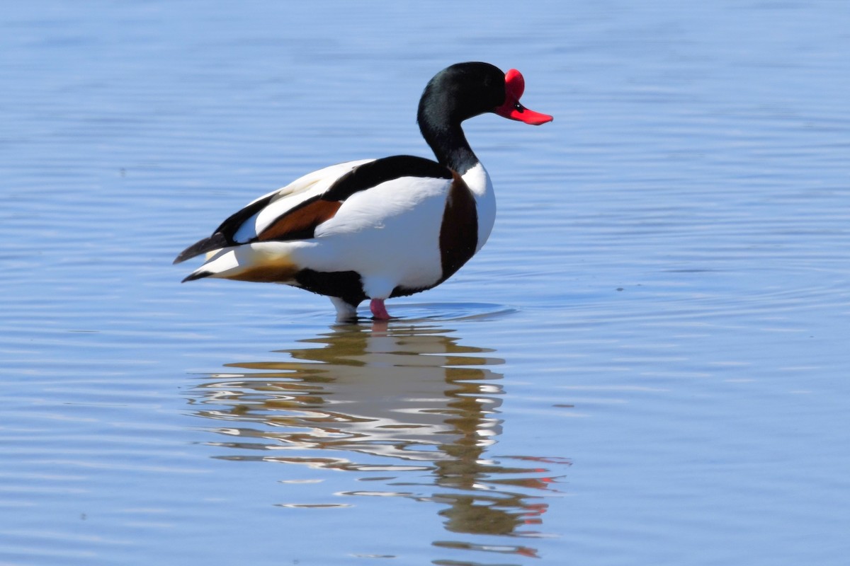 Common Shelduck - ML654827089