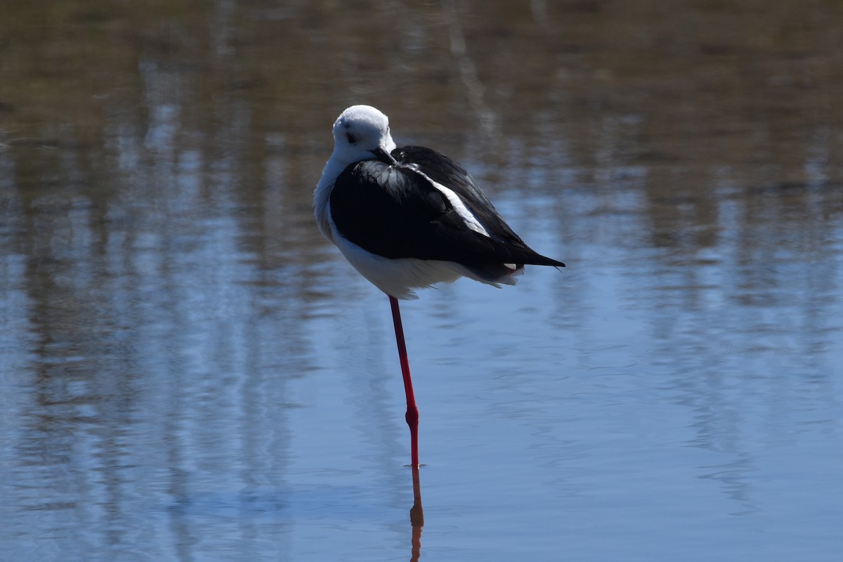 Black-winged Stilt - ML654827111