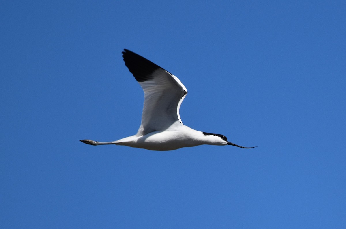Pied Avocet - ML654827202