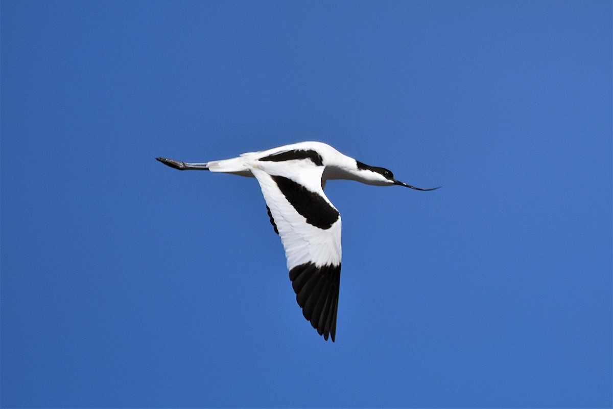 Pied Avocet - ML654827239