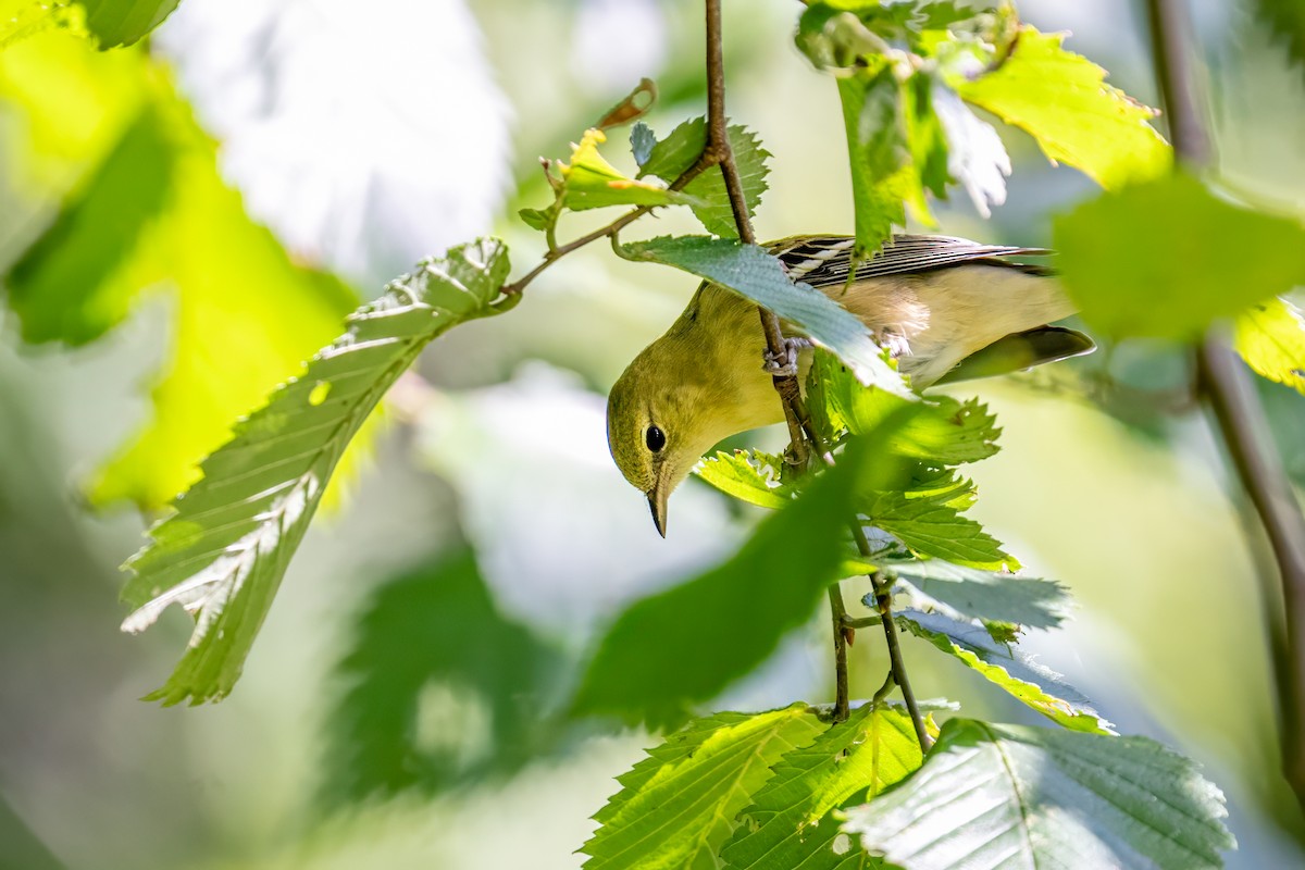 Bay-breasted Warbler - ML654827338