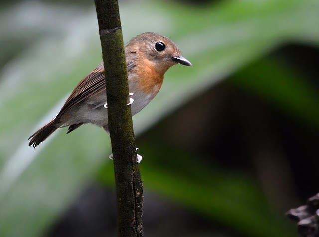 Rufous-chested Flycatcher - ML65482741