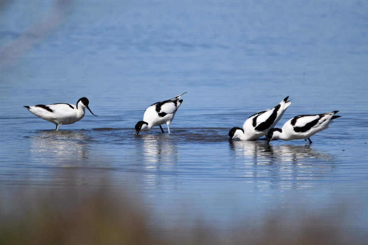 Pied Avocet - ML654827426