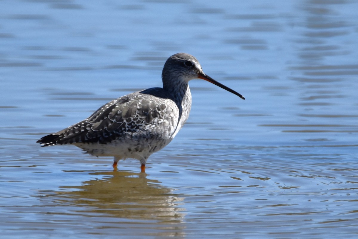 Spotted Redshank - ML654827444