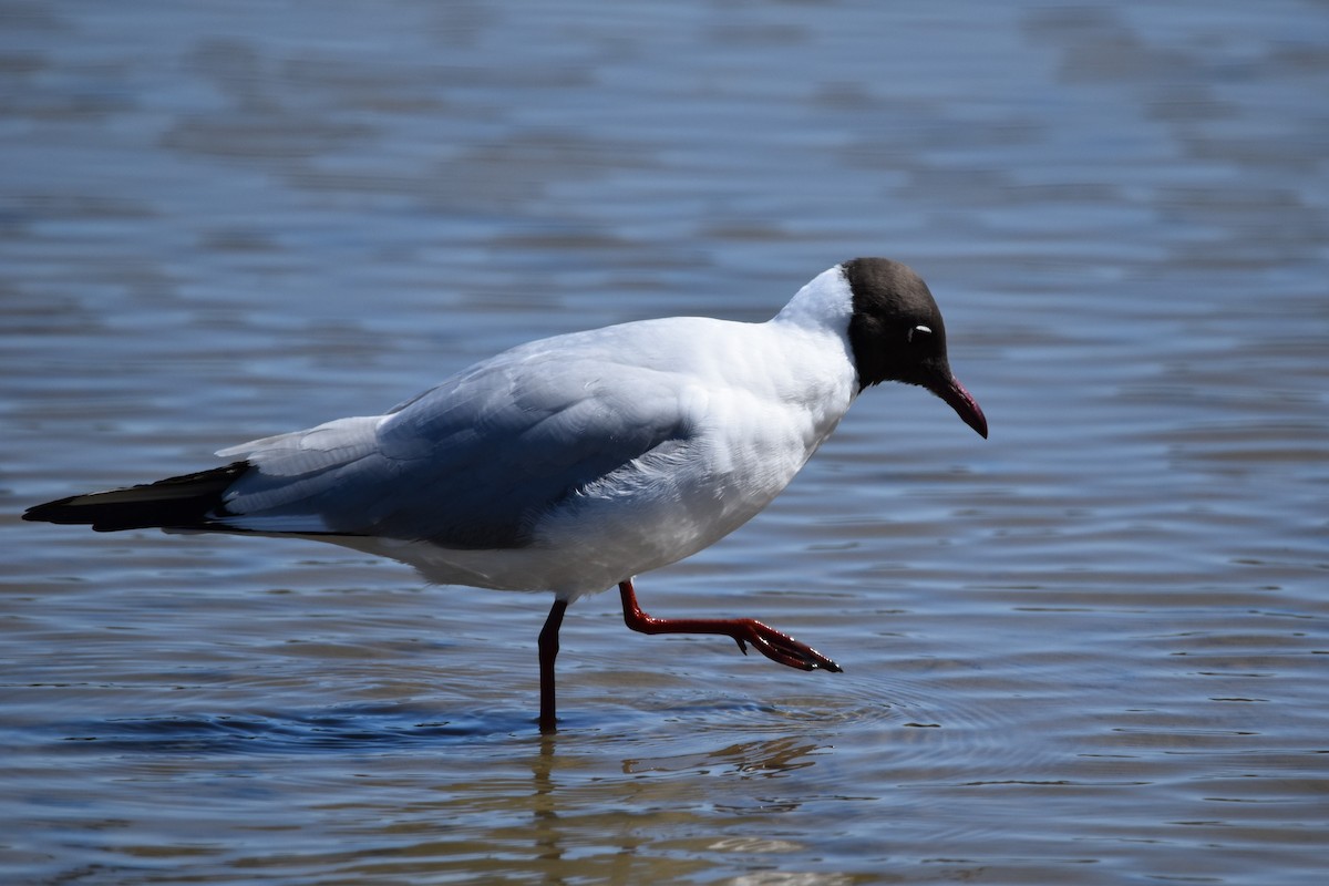 Black-headed Gull - ML654827616