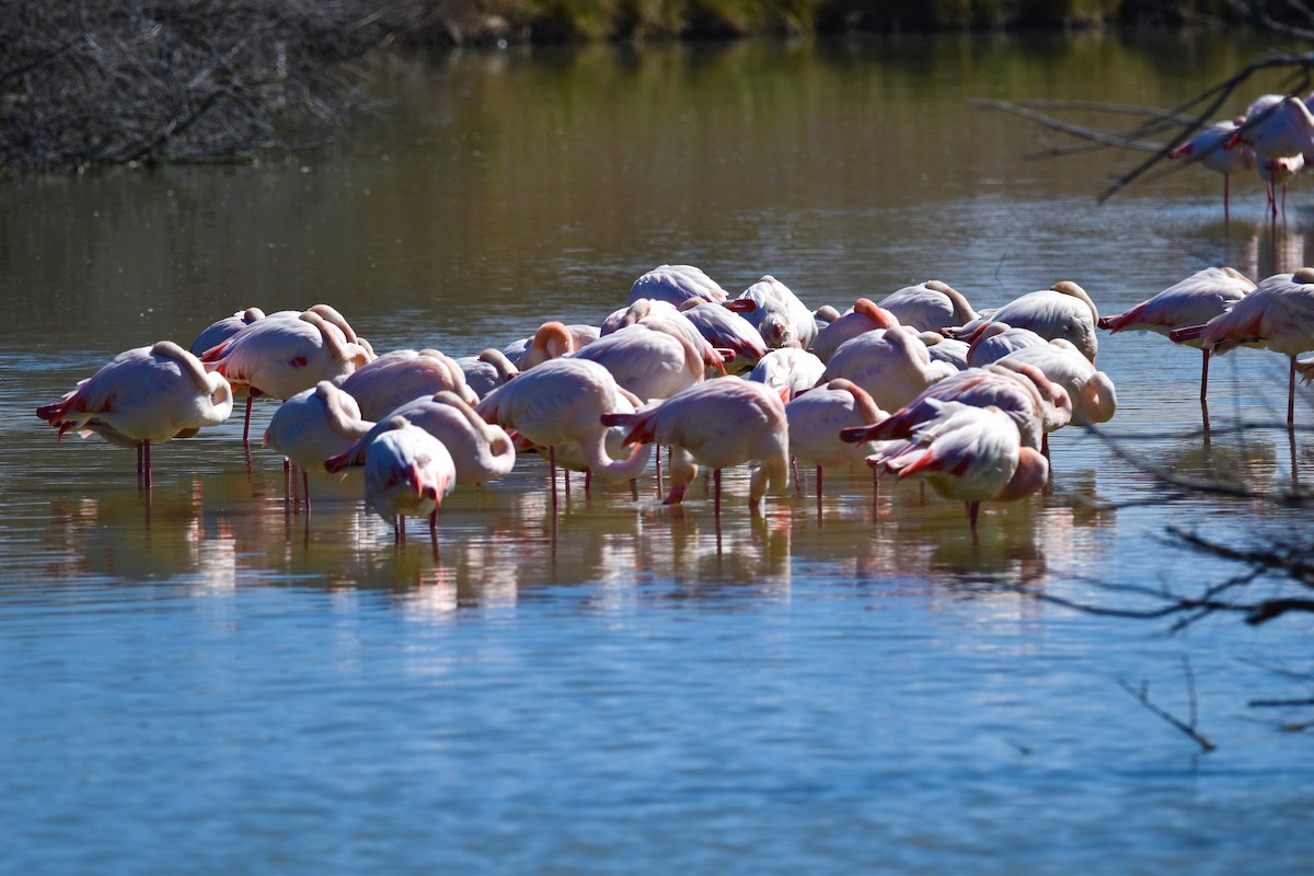 Greater Flamingo - ML654827644