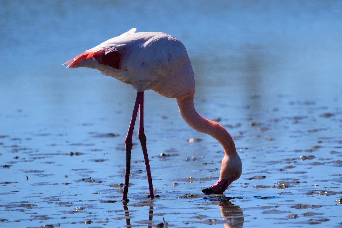 Greater Flamingo - ML654827675