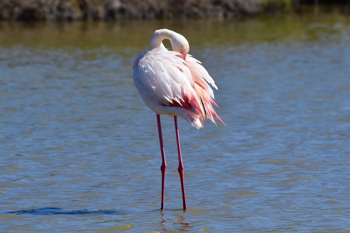 Greater Flamingo - ML654827742