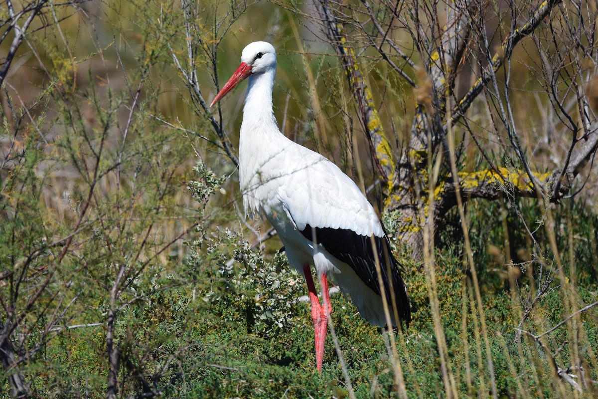 White Stork - ML654827765